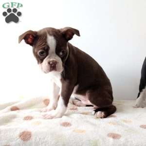 Ginger, Boston Terrier Puppy